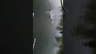 31.25" Musky boatside catch