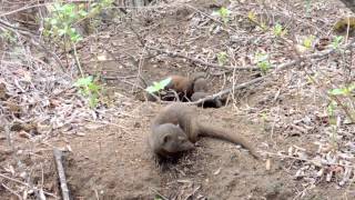 Dwarf Mongoose Research Project