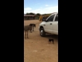 RUBY MEETS THE WILD BURROS 