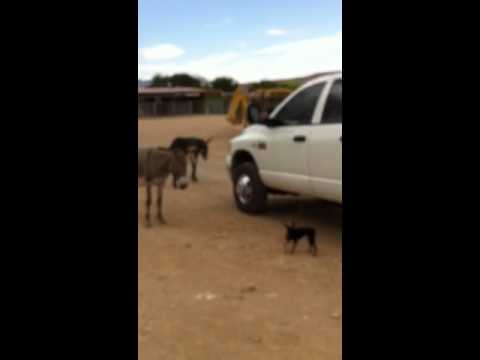 RUBY MEETS THE WILD BURROS 