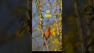 Sat theme/nurture Nature/bird's singing/soothing music/shorts