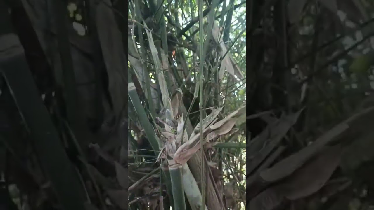 พาพี่น้องไปหาหน่อไม้สดๆมาแกงกันมื้อนิ #funny #food #travel 