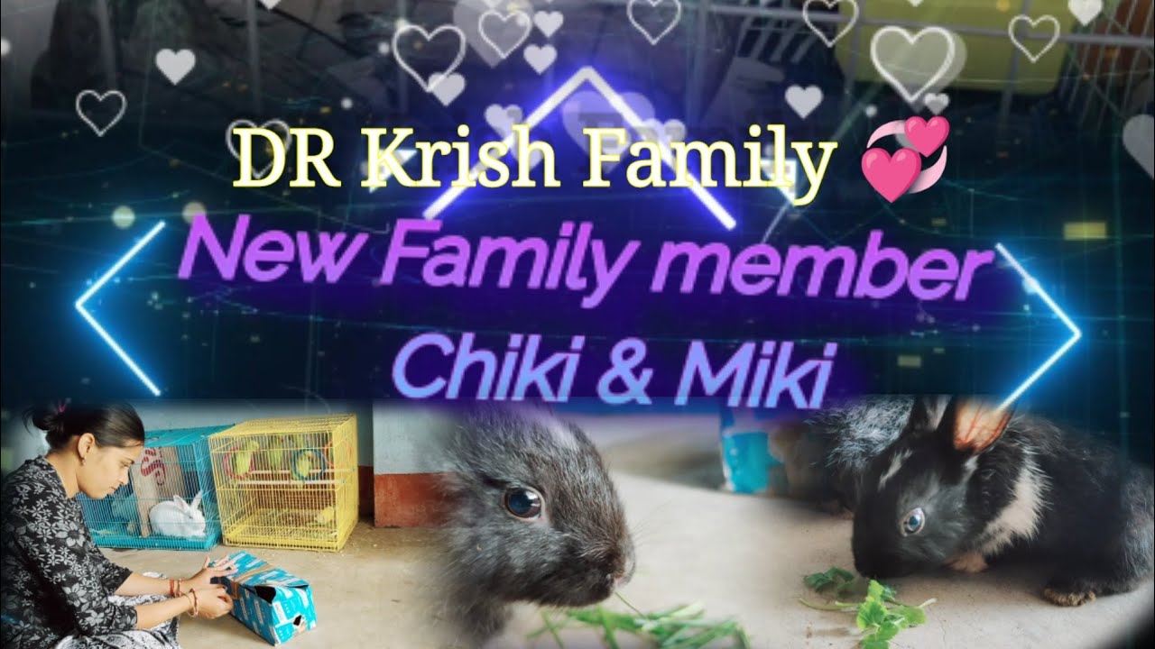 New Family member Chiki & Miki || Rabbit 🐇|| Black Rabbit || DR Krish ...