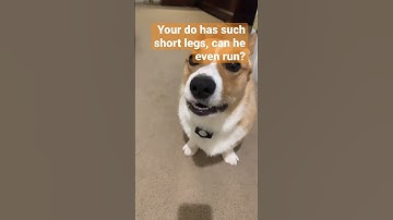 Corgis can run FAST