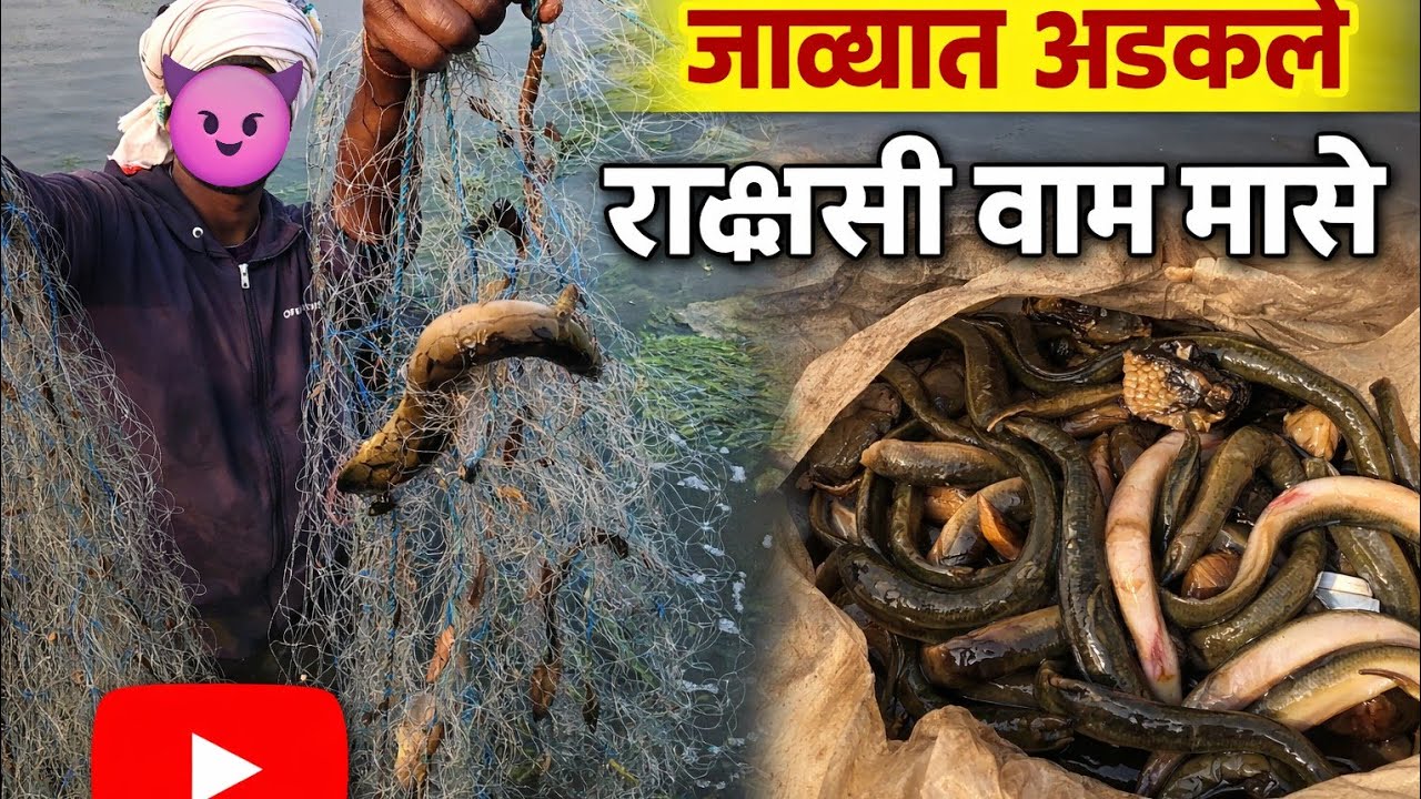 एका जाळ्यात अडकले राक्षसी वाम मासे? थरकाप उडवणारा सीन#fishing #waamfishing#riverfishing#fish 