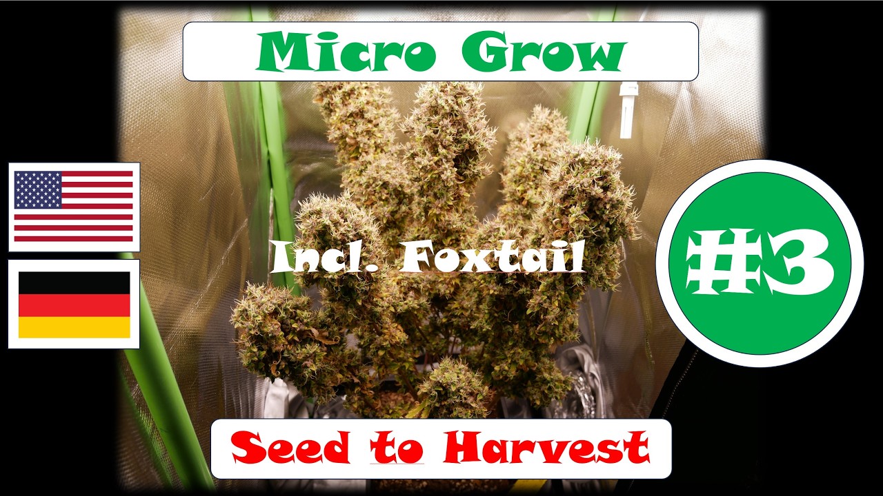 Micro Grow #3 – incl. Foxtail – Seed to Harvest – Autoflower Indoor