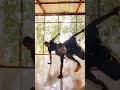 #dance BGR Dance compagnie