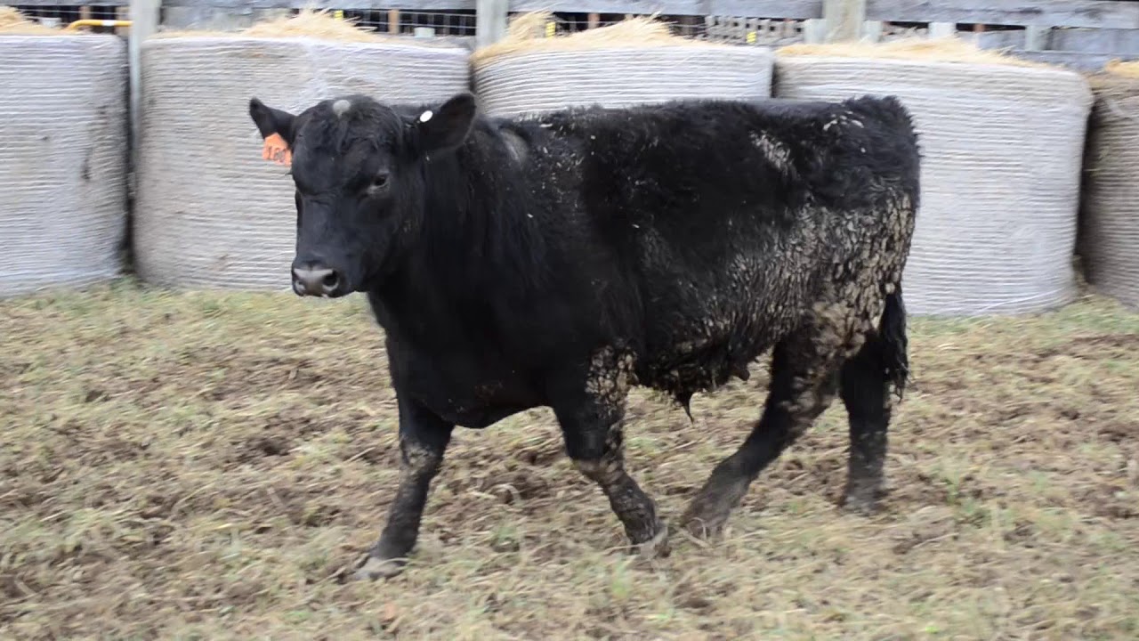 2018 Wardensville Bull Test Tag 180 YouTube