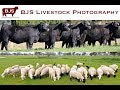 Bjs livestock photography