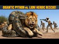 Giant Python Vs Lion Heart Stopping Rescue Saves Pride From Deadly Grip Real Wildlife Drama mp3