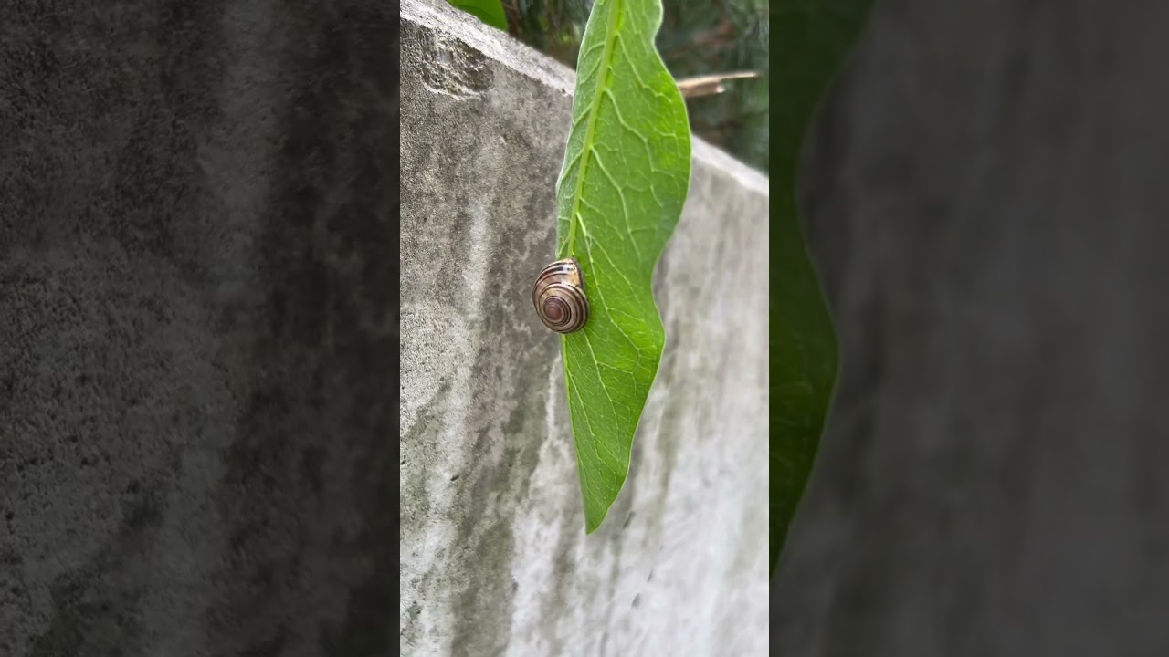 Snail eating leaves 🍃