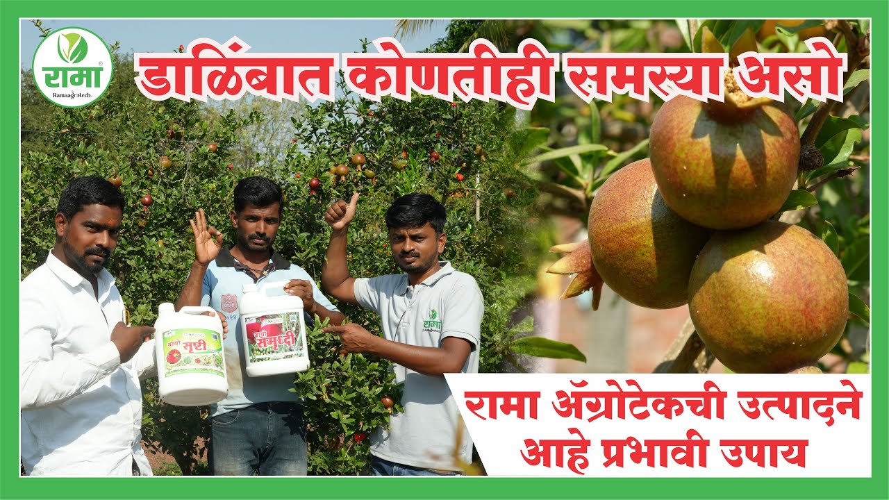 डाळिंबात कोणतीही समस्या असो रामा ॲग्रोटेक ची उत्पादने आहे प्रभावी उपाय | Rama Agrotech