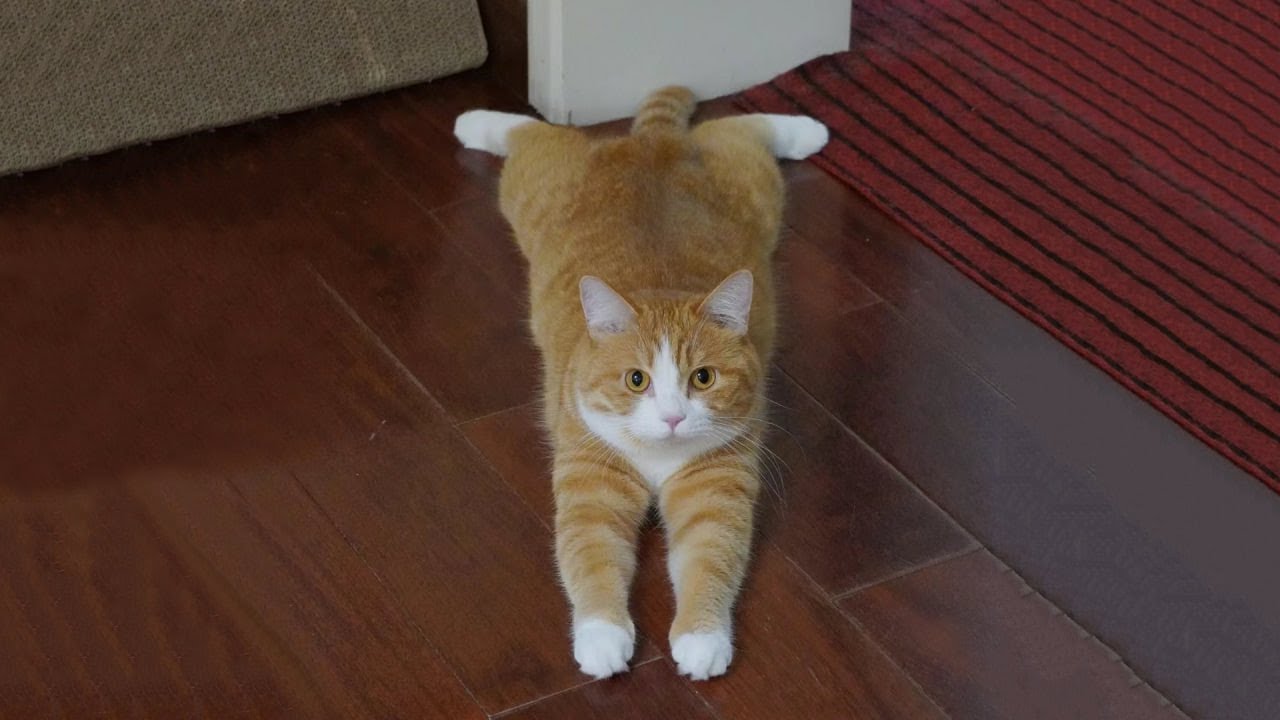 The Funniest Cat Videos 🐱 Try Not To Laugh Part 5