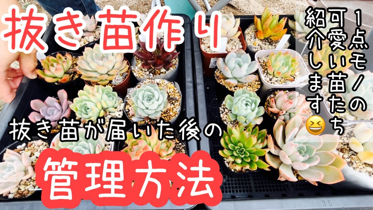 Succulents] Planting, Sunlight, and Watering Bare-Root Seedlings