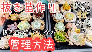 Succulents] Planting, Sunlight, and Watering Bare-Root Seedlings