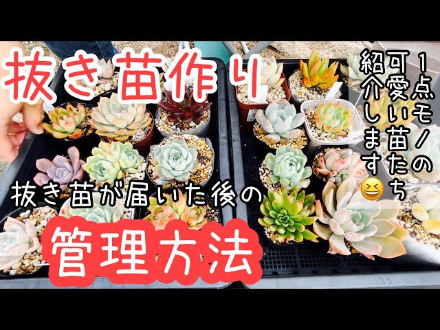 Succulents] Planting, Sunlight, and Watering Bare-Root Seedlings