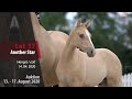 Online Fohlen-Auktion v. 13.-17.8.20: Lot 17 Another Star HF v. A new Star I NRW-FS Champion de Luxe