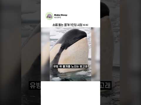 소름 돋는 물개 1인칭 시점 ㄷㄷ thumbnail