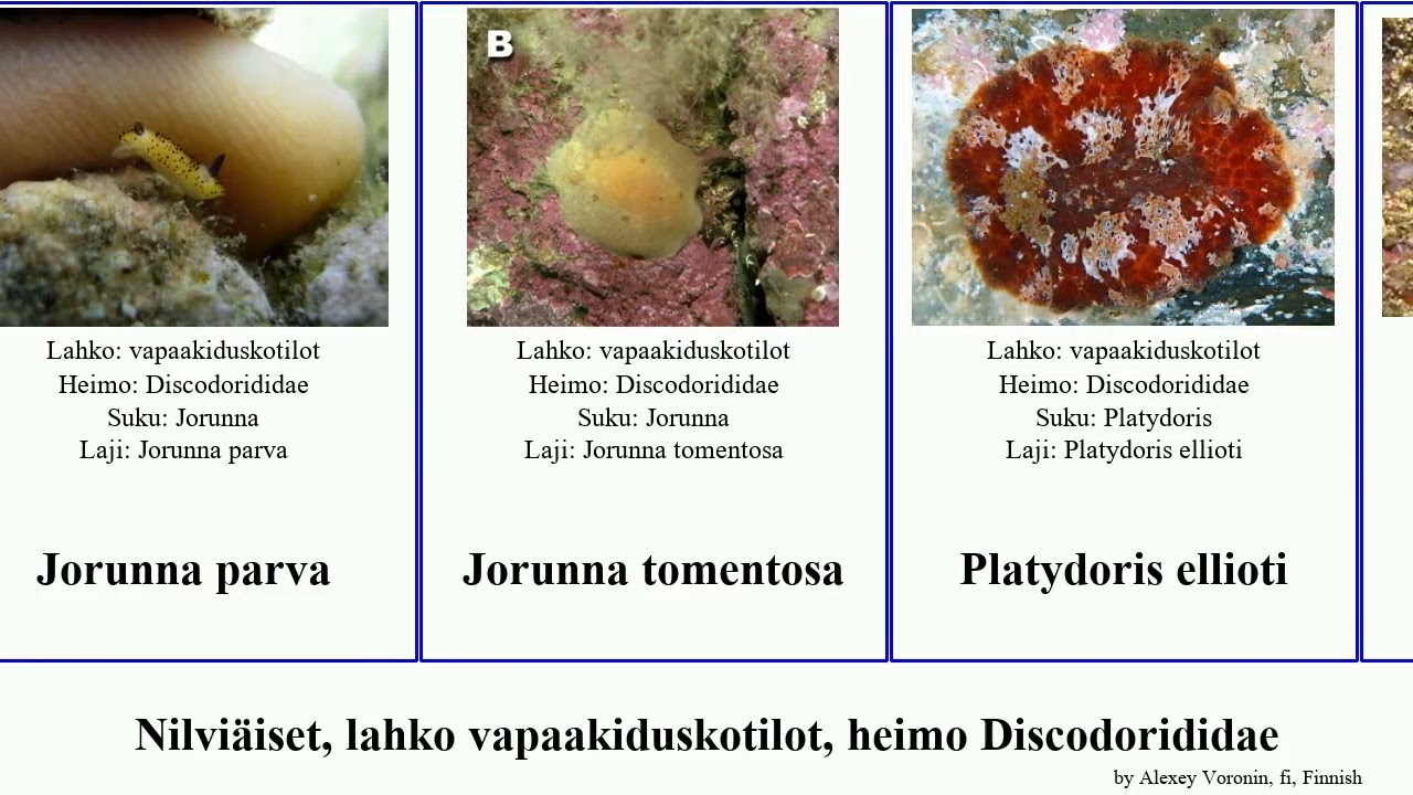 Nilviäiset, lahko vapaakiduskotilot, heimo Discodorididae mollusca parva tomentosa rugosa Jorunna