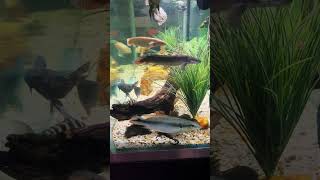 Bichir’s Playing!!! #viral #bichir #aquarium #cichlid #fishtank #fish #cichlid #shorts #twoofus