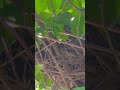 American Robin building nest #birds #nature #shortsfeed