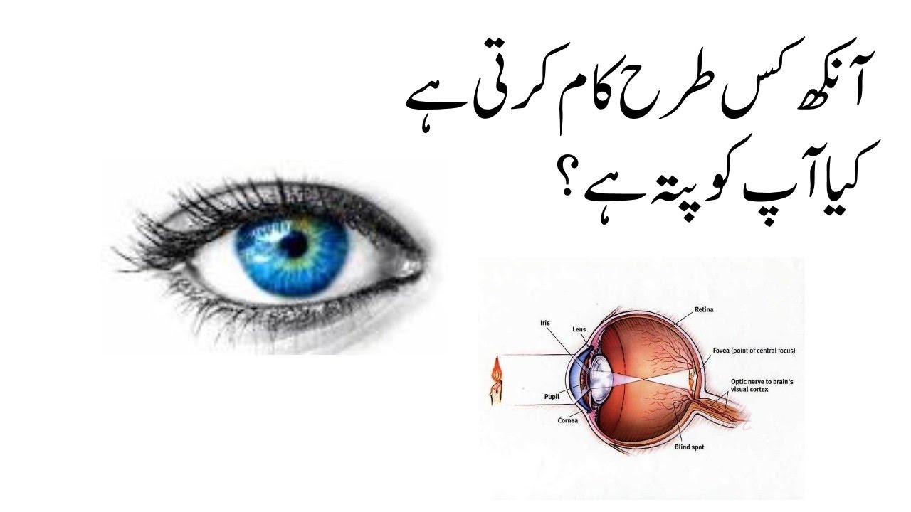 Eye working in urdu hindi YouTube