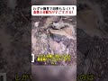わずか数日で跡形もなく！？自然の分解力がすごすぎる！ #自然の神秘 #分解の力 #環境の仕組み #生命の循環 #驚きの事実