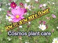 How to grow cosmos flower and get maximum blooms