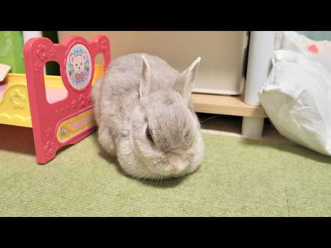 爪をパッチンされたうさぎさん