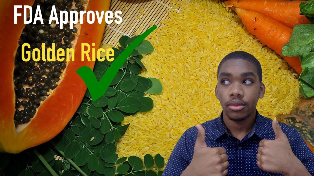 Golden Rice Testing Brief Update: Golden Rice Receives Stamp of Approval by FDA - YouTube