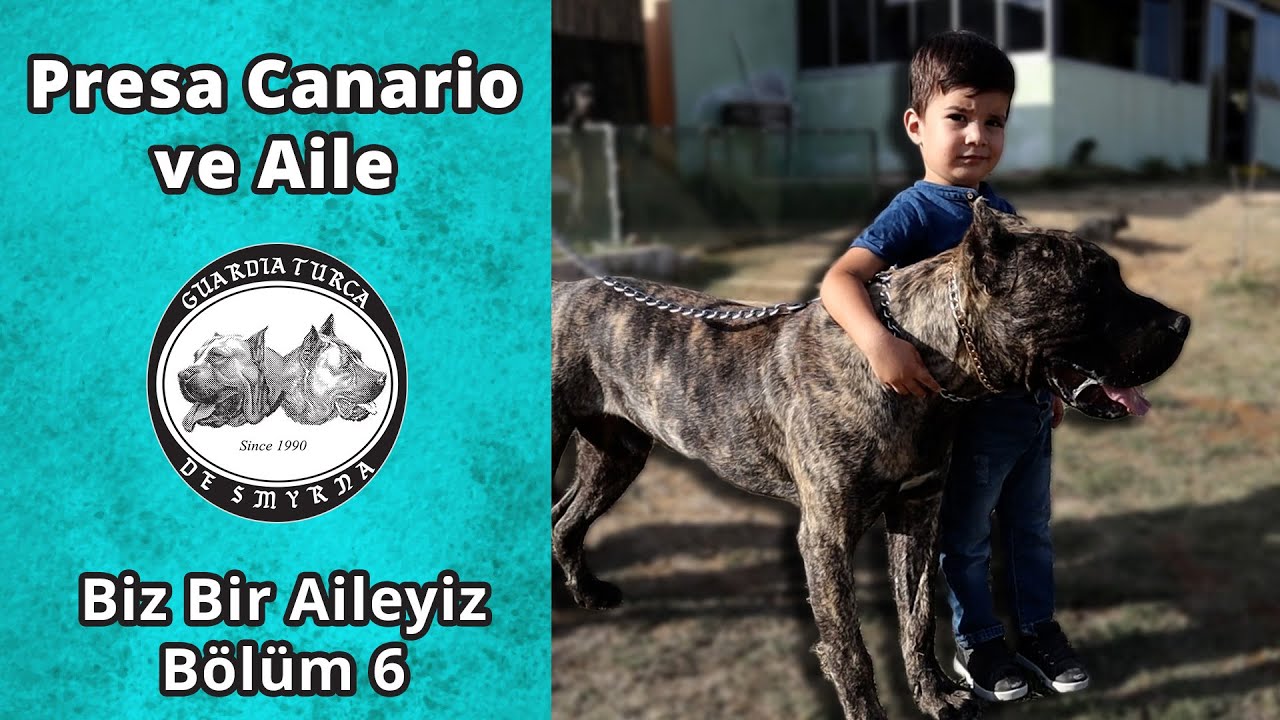 Presa Canario ve Ailesi - Biz Bir Aileyiz Bölüm 6 (Köpeklerimizden Memnun Dostlarımız Anlatıyor)