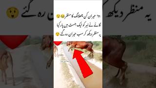 Amazing Cow Jumping Across Canal in One Leap! 🐄😲#Viral #CowJump #AmazingMoment #NatureShock #Shorts