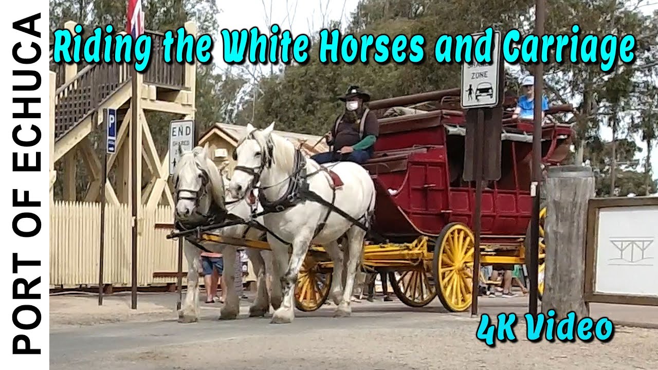 Port Of Echuca Riding the White Horses and Carriage | 4K Video
