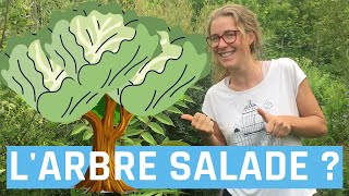 L'arbre salade ? (Toona sinensis)