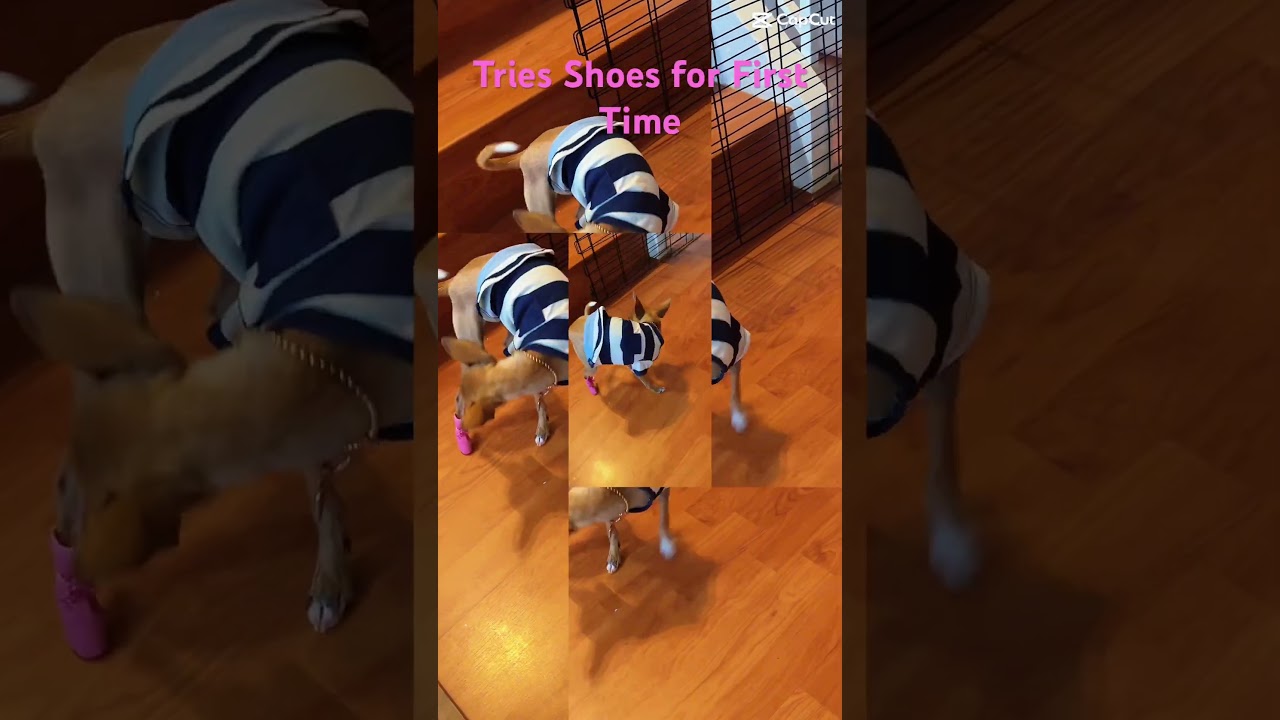 Puppy trying shoes for First Time 