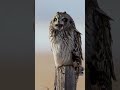 weird animals sounds on earth😱 #viralvideo #animals #nature #edit