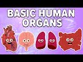 All About The Basic Human Organs! | KLT Anatomy Mp3 Song