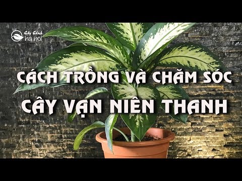 Video: Cây Vạn Niên Thanh (53 ảnh): Trồng Và Chăm Sóc Trên Bãi đất Trống, Trồng Hoa Trong Vườn, Cây Vạn Niên Thanh