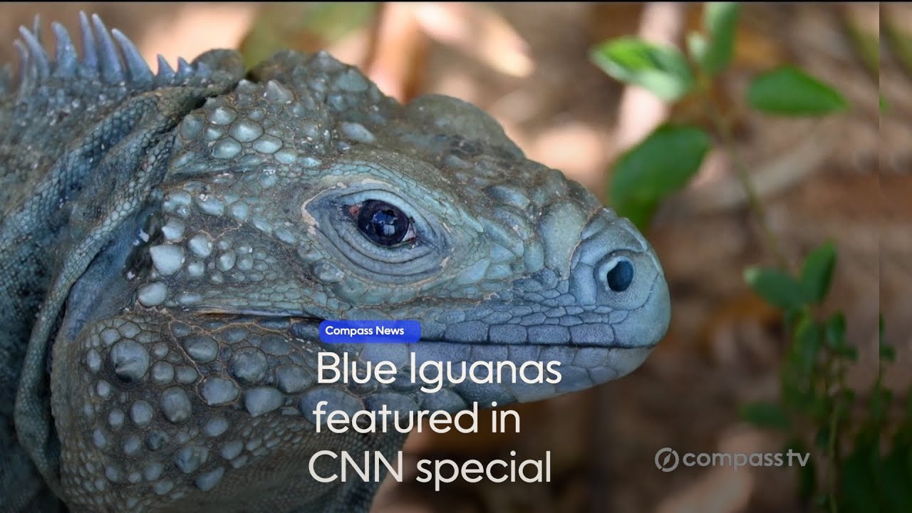 Blue Iguanas featured in CNN special