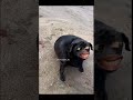 haram ka khakar #explore #funny #shortvideos #explorepage #memes #funnymemes #comedy #memesguru2