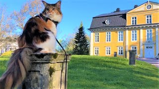 Maine Coon Cat: Visiting a Historical Garden by The Explorer Cat 4,811 views 3 years ago 3 minutes, 47 seconds