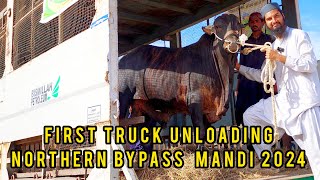 🔴 Live FIRST TRUCK UNLOADING at Northern Bypass Cow Mandi 2024