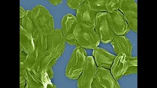 Water-responsive peptidoglycan muscles