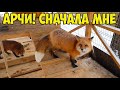 Ли Сяо / Alice the Fox Алиса Лиса (Завтрак для Арчи, но Алиса должна попробовать первой)