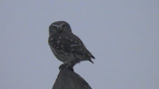 Cucuveaua, Little Owl, Athene noctua