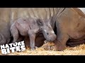 RARE Rhino Birth Caught on Film! | Amazing Animal Babies | Nature Bites