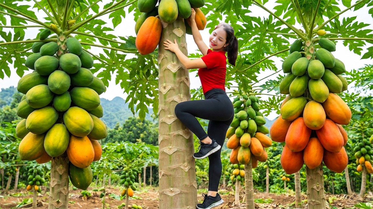 TIME LAPSE - Harvesting 1000+ Giant Papayas To Local Market | Making Sweet Ripe Papaya Dessert