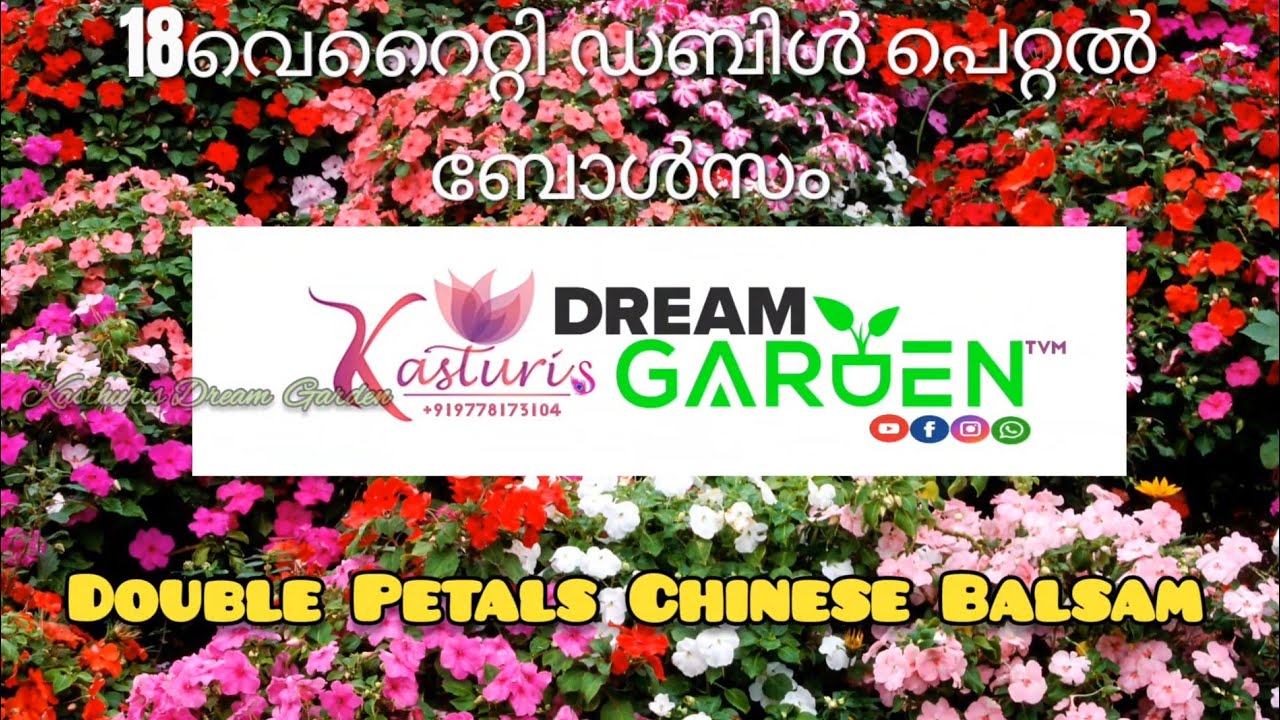 18 Double Petals Chinese Balsam | How to plant easly.? | my collection from my home garden | 🌹🌺🌷🌱🪴