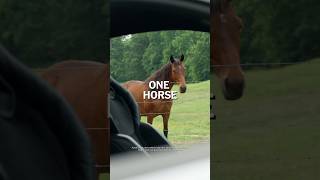 The fastest horse in the herd.