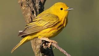 Little Bird, Beautiful Song 🐦 Calm Nature Ambience